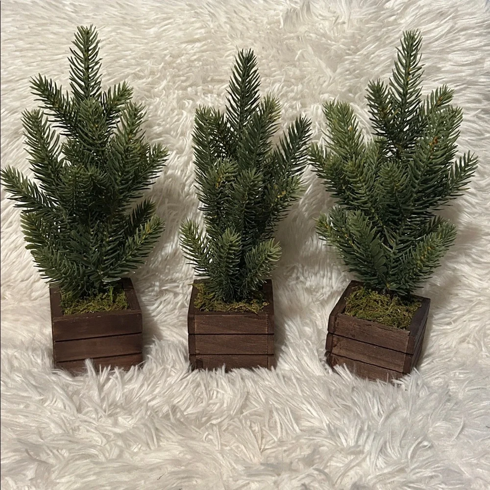 Set of Three Miniature Pine Trees in Wooden Boxes from Target
